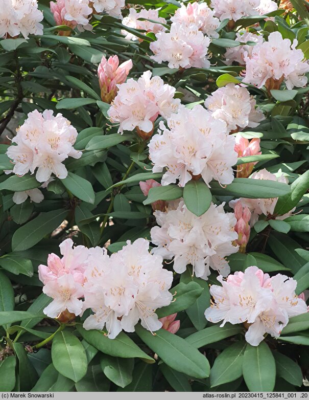 Rhododendron hort. Jacksonii