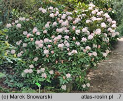 Rhododendron hort. Jacksonii