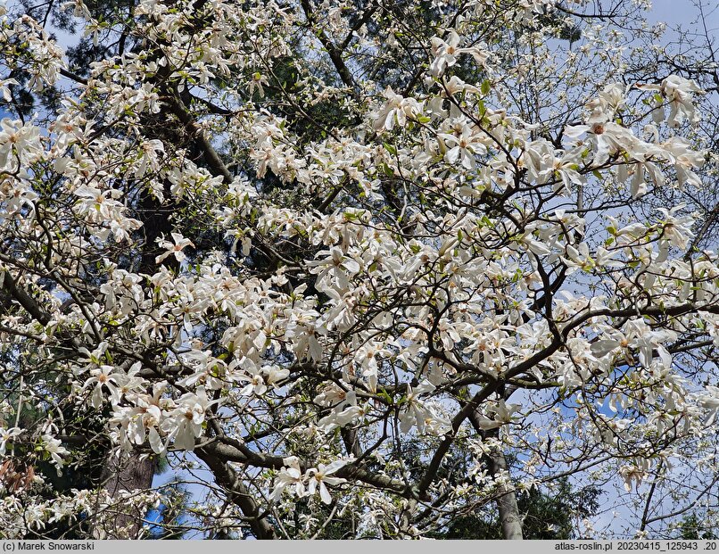 Magnolia kobus Borealis