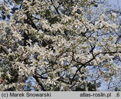 Magnolia kobus Borealis