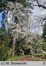 Magnolia kobus Borealis
