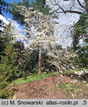 Magnolia kobus Borealis