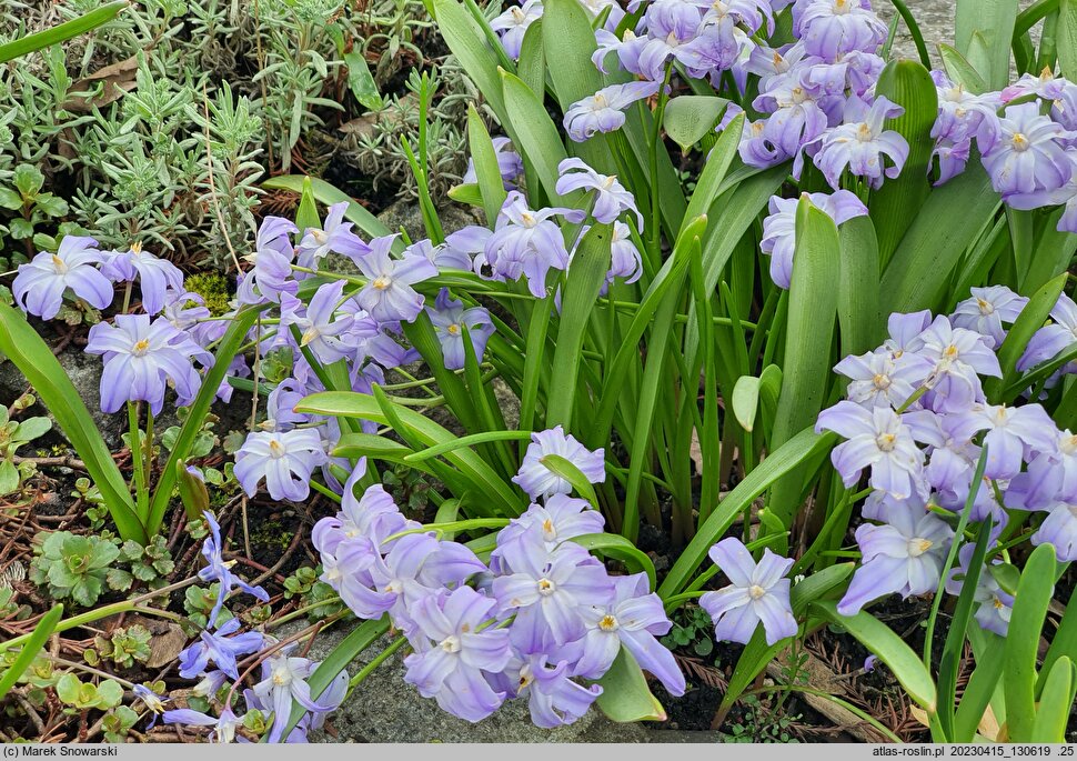 Scilla forbesii Tmoli