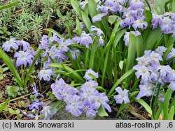 Scilla forbesii Tmoli