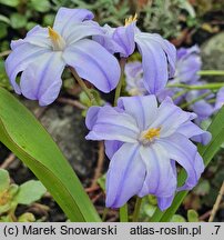 Scilla forbesii Tmoli
