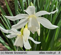 Narcissus triandrus (narcyz trzypręcikowy)