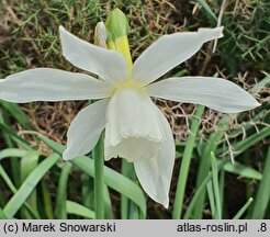 Narcissus triandrus (narcyz trzypręcikowy)