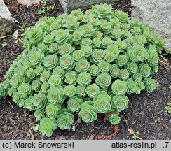 Rhodiola rosea ssp. arctica (różeniec górski arktyczny)