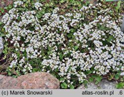 Draba dedeana (głodek kandabryjski)