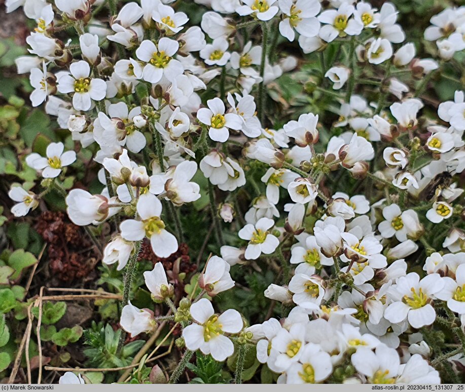 Draba dedeana (głodek kandabryjski)