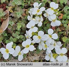 Arabis caucasica (gęsiówka kaukaska)