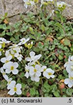 Arabis caucasica (gęsiówka kaukaska)