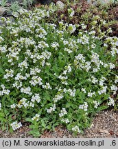 Arabis caucasica (gęsiówka kaukaska)