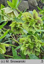 Helleborus ×hybridus Yellow Spotted