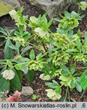 Helleborus ×hybridus Yellow Spotted