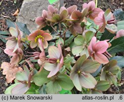 Helleborus ×ericsmithii Malory