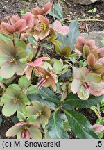 Helleborus ×ericsmithii Malory
