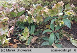 Helleborus ×ballardiae Candy Love