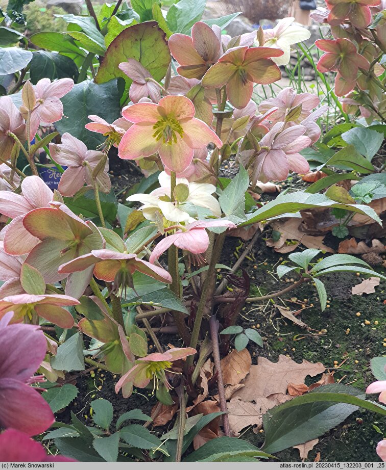 Helleborus ×ballardiae Candy Love