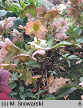 Helleborus ×ballardiae Candy Love