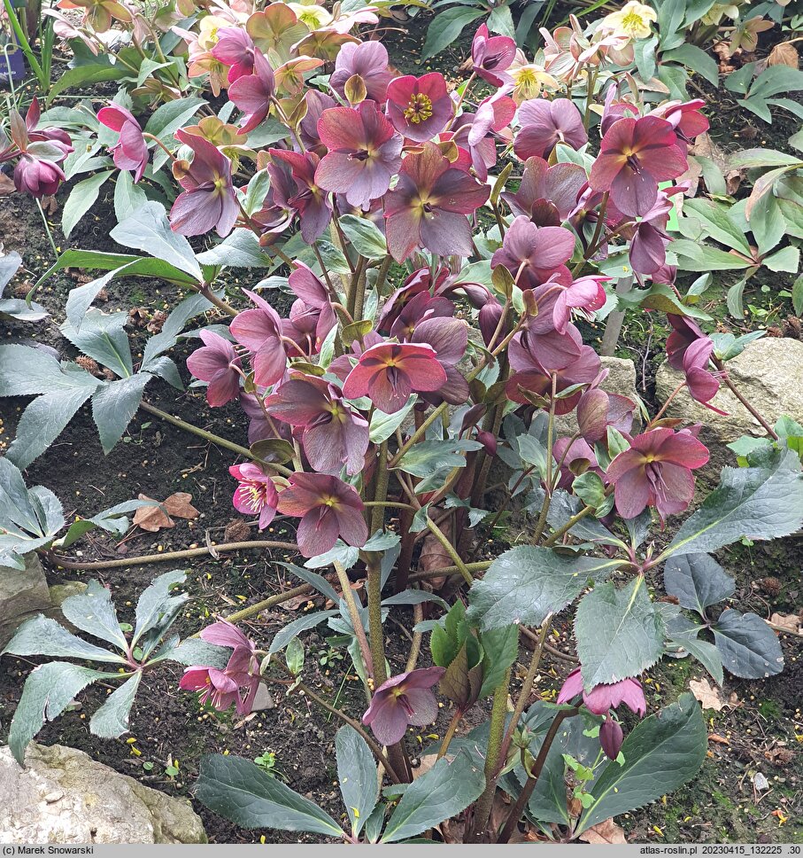 Helleborus ×ericsmithii Marlon