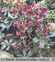 Helleborus ×ericsmithii Marlon