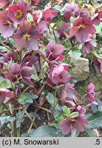 Helleborus ×ericsmithii Marlon