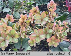 Helleborus ×ericsmithii Shooting Star