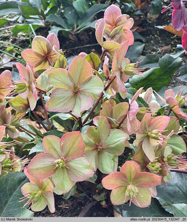 Helleborus ×ericsmithii Shooting Star