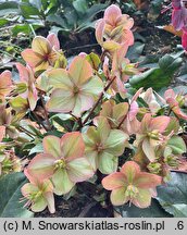 Helleborus ×ericsmithii Shooting Star