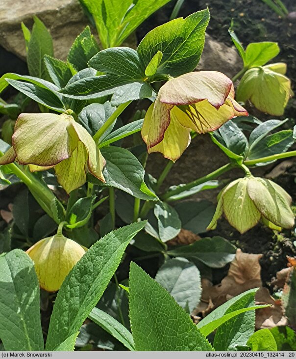 Helleborus ×hybridus Anja Oudolf