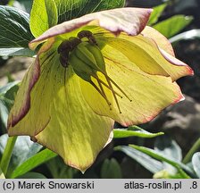 Helleborus ×hybridus Anja Oudolf