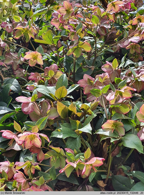 Helleborus ×iburgensis (ciemiernik iburgski)