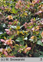 Helleborus ×iburgensis (ciemiernik iburgski)