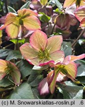 Helleborus ×iburgensis (ciemiernik iburgski)