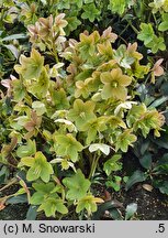 Helleborus ×ericsmithii Coseh 740