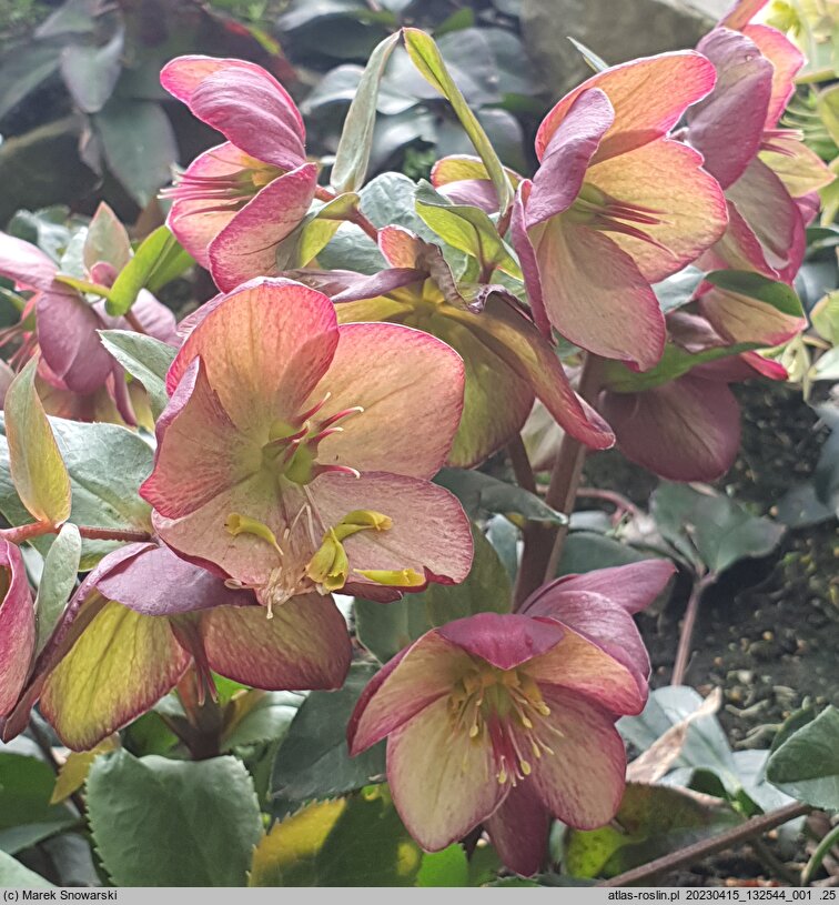Helleborus ×glandorfensis Coseh 5400