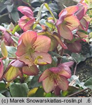 Helleborus ×glandorfensis Coseh 5400
