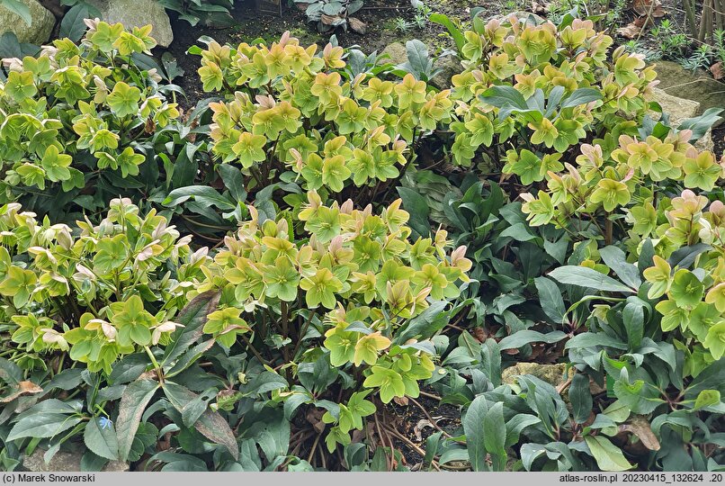 Helleborus ×ericsmithii Fancy