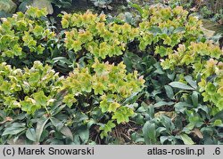 Helleborus ×ericsmithii Fancy