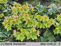 Helleborus ×ericsmithii Fancy