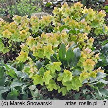 Helleborus ×ericsmithii Fancy