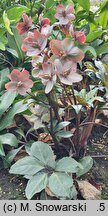 Helleborus ×ballardiae Maestro