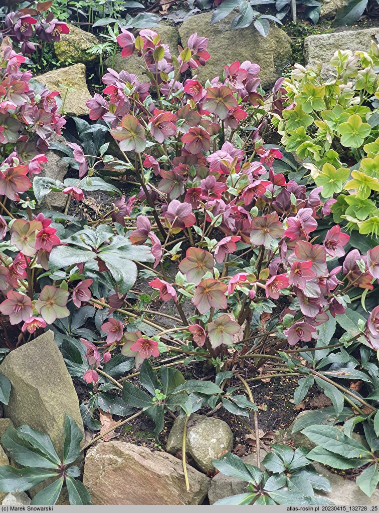 Helleborus ×glandorfensis Coseh 4200