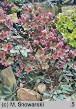 Helleborus ×glandorfensis Coseh 4200