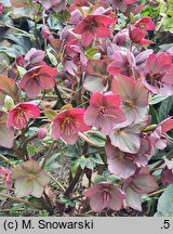 Helleborus ×glandorfensis Coseh 4200