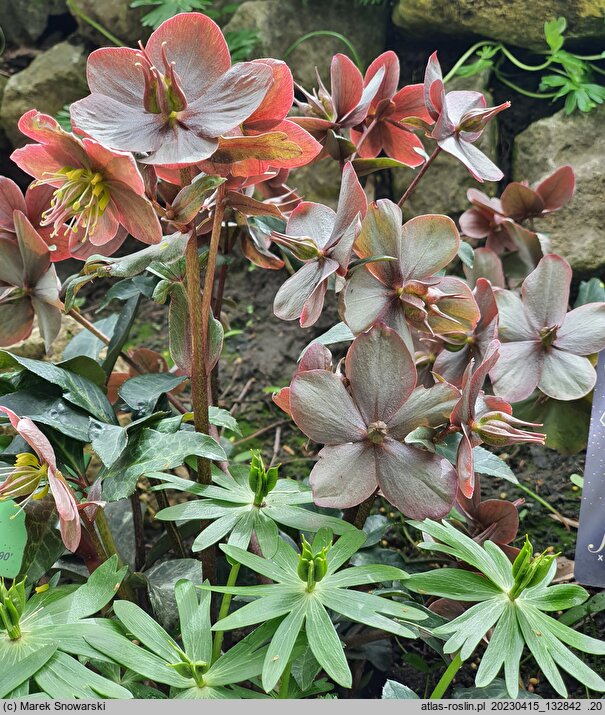Helleborus ×ballardiae Maestro