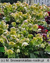 Helleborus ×glandorfensis Coseh 4500