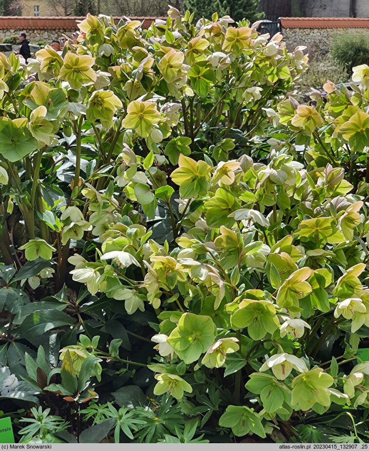 Helleborus ×glandorfensis Coseh 4500