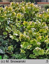 Helleborus ×glandorfensis Coseh 4500